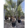 Bismarckia nobilis, 350 cm