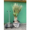 Nolina Nelsonii 220 cm