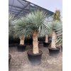 Yucca rostrata, rozvětvená, výška rostliny 180 cm