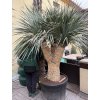 Yucca rostrata, rozvětvená, výška rostliny 180 cm