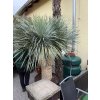 Yucca rostrata, rozvětvená, výška rostliny 180 cm