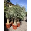 Yucca rostrata, výška rostliny 160 cm