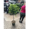 ficus benjamina 150 cm