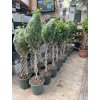 ficus benjamina 150 cm