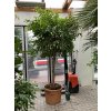 Ficus benjamina, 280 cm