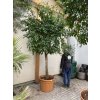 Ficus benjamina, 280 cm