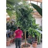 Ficus benjamina, 280 cm