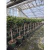 Ficus benjamina 160 cm