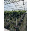 Ficus benjamina 160 cm