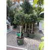 Ficus benjamina 160 cm