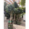 Ficus benjamina 160 cm