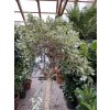 Ficus benjamina, panašovaný, 230 cm