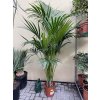 Howea Forsteriana 210 cm