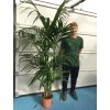 Howea Forsteriana 210 cm