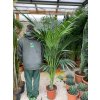 Howea Forsteriana , palma ,170 cm