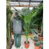 Howea Forsteriana 210 cm