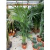 Howea Forsteriana 210 cm