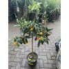 Citrus Kumquat 150 cm
