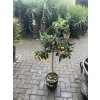 Citrus Kumquat 150 cm