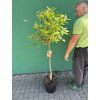 Citrus Kumquat 150 cm