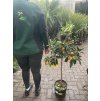 Citrus Kumquat 120 cm