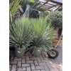 YUCCA ROSTRATA extra, -20°C  Výška rostliny 60 cm.