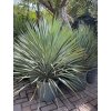 YUCCA ROSTRATA extra, -20°C  Výška rostliny 60 cm.