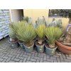 YUCCA ROSTRATA, Výška rostliny 60 cm.