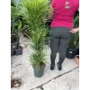 Dracaena Reflexa anita 140 cm