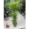 Dracaena Reflexa anita 140 cm