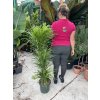 Dracaena Reflexa anita 140 cm