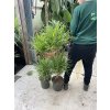 Dracaena Reflexa anita 100 cm