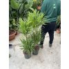 Dracaena Reflexa anita 100 cm