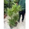 Dracaena Reflexa anita 100 cm