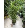 Dracaena Reflexa anita 100 cm