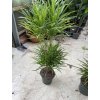 Dracaena Reflexa anita 130 cm