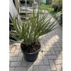 Nannorhops ritchiana silver, mrazuvdorná palma, původ palmy Španělsko. 130-150 cm
