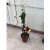 Guayaba fresa  80 cm