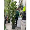 Ficus Benghalensis Audrey 170 cm