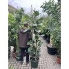 Ficus Benghalensis Audrey 170 cm
