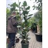 Ficus Benghalensis Audrey 170 cm