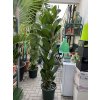 Ficus Benghalensis Audrey 170 cm