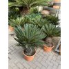 Cycas revoluta 80 cm