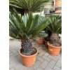 Cycas revoluta 80 cm