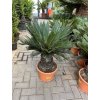 Cycas revoluta 80 cm