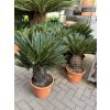 Cycas revoluta 80 cm