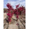 Bougainvilliea , Bugenvilea 250 cm