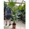 Livistona chinensis 130 cm