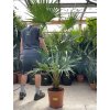 Livistona chinensis 130 cm
