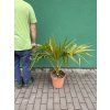 Livistona chinensis 100 cm